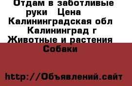 Отдам в заботливые руки › Цена ­ 1 - Калининградская обл., Калининград г. Животные и растения » Собаки   